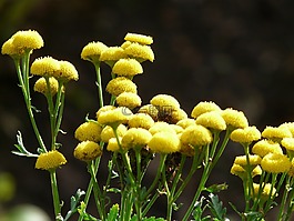 tansy,花,開花
