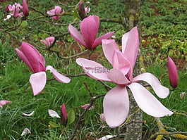 玉蘭,鮮花,春天