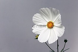 花,開花,春天