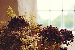 窗口,鮮花,墻