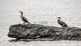 鸕鶿,海鳥,野生動物