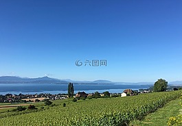 葡萄園,湖,瑞士