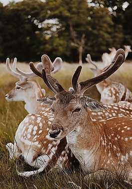 鹿,動物,號角