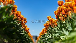 花,盛開,花瓣