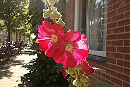 蜀葵,常见的蜀葵,花