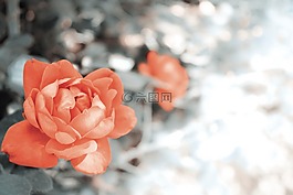橙色,花,花瓣