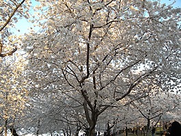 樹,有機(jī),農(nóng)業(yè)