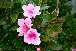 杜鹃花,开花,粉红色