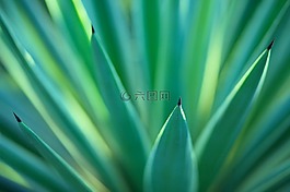 綠色,植物,自然