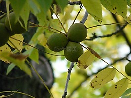 水果,黑核桃,樹
