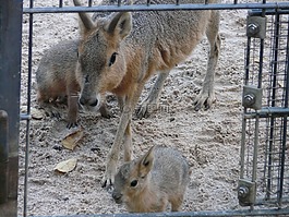 大馬拉,兔,小動物
