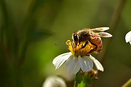 昆蟲,蜜蜂,野花