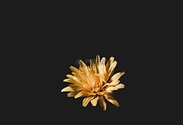 黃色,花瓣,盛開