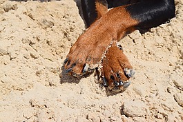 狗,犬,爪子