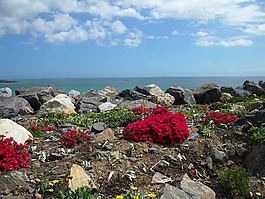 南非,開普敦,海
