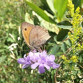 蝴蝶,性質(zhì),花