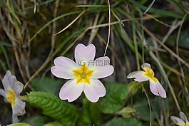 性質(zhì),指出花,花