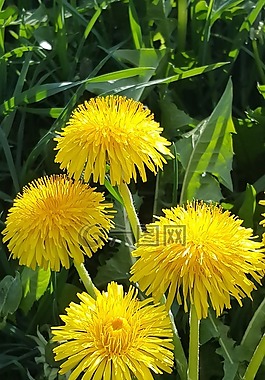 蒲公英,開花,花