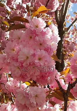 春天,開花,果樹