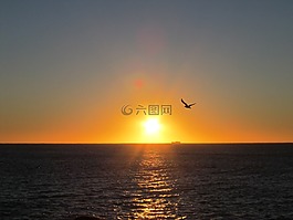 太陽,黎明,鳥
