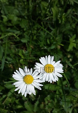 雛菊,花,性質(zhì)