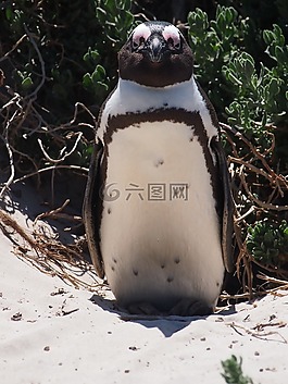 企鵝,鳥(niǎo),南非