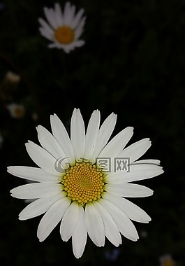 雛菊,花,性質(zhì)