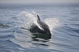 海豚,海,動物