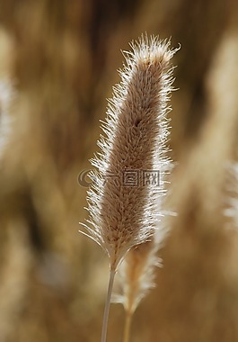 草,糧食,字段
