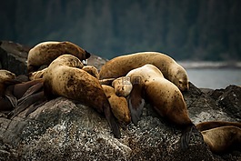 海,獅子,動物
