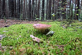 蘑菇,森林,苔藓