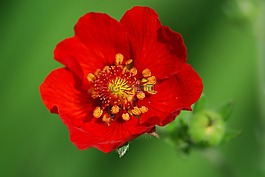 花,開花,紅色