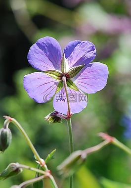 花,開花,紫