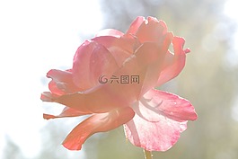 玫瑰,粉紅色,開花