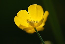 開(kāi)花,花,黃色