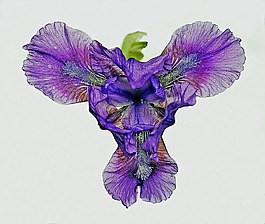 鳶尾花,花,花的