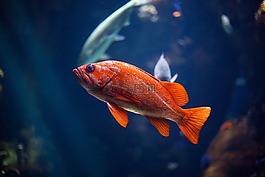 橙色,魚,水