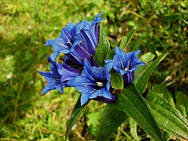 龍膽,花,夏季