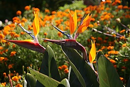花,熱帶花卉,天堂鳥