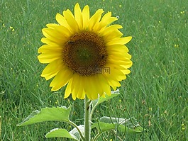 太陽花,草地,盛開