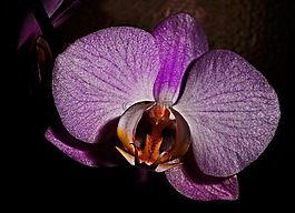 蘭花,花,自然