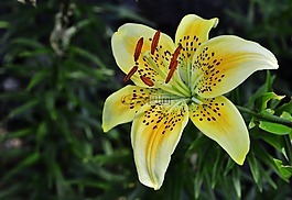 百合,花,自然