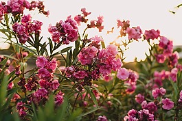 粉紅色,花,花瓣