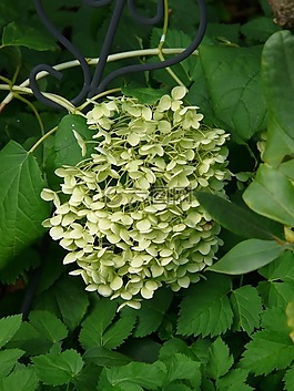 鮮花,白,查看詳細信息