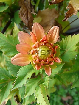 花園大麗花,橙,花
