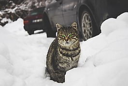 貓,動物,寵物