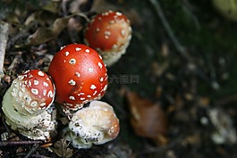 蘑菇,自然,菌類
