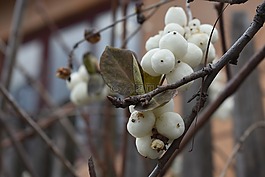性質(zhì),森林,美