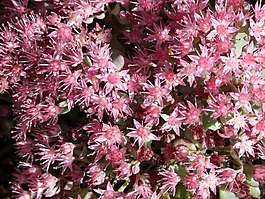 siebold 景天,花,開花