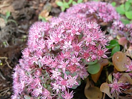 siebold 景天,花,開花